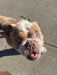 Found/Stray Male Dog last seen Waller street, San Leandro, CA 94577