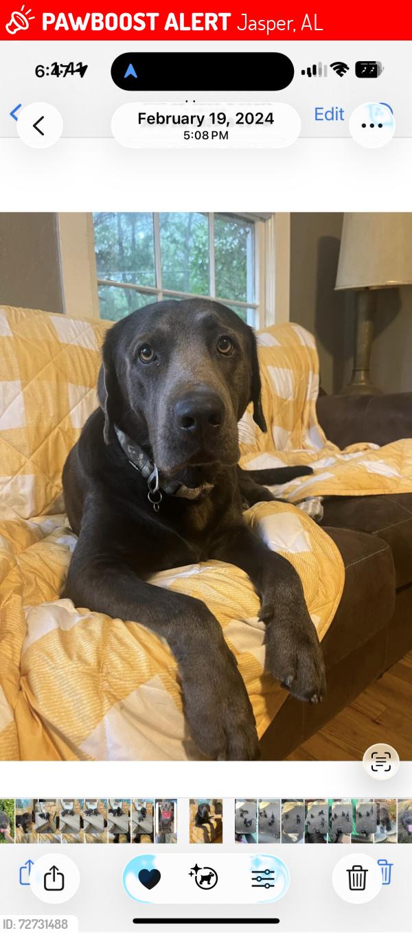Lost Male Dog last seen Hwy 195, Jasper, AL 35503