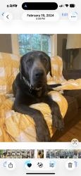 Lost Male Dog last seen Hwy 195, Jasper, AL 35503