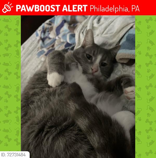 Lost Male Cat last seen 51st and Walnut, Philadelphia, PA 19139
