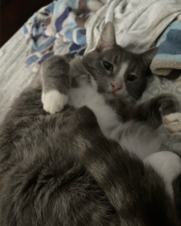 Lost Male Cat last seen 51st and Walnut, Philadelphia, PA 19139