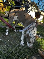 Found/Stray Male Dog last seen Near quick stop at story rd , San Jose, CA 95122