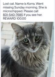 Lost Female Cat last seen Mescal and Broadway, Seaside, CA 93955