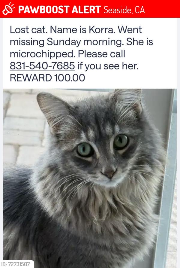 Lost Female Cat last seen Mescal and Broadway, Seaside, CA 93955