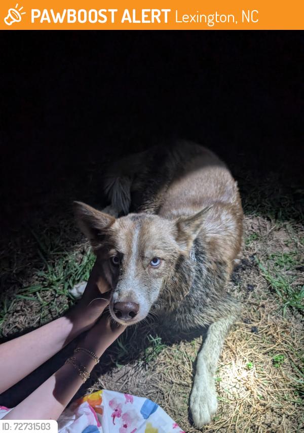 Found/Stray Female Dog last seen Rock way rd, Lexington, NC 27295