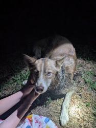 Found/Stray Female Dog last seen Rock way rd, Lexington, NC 27295