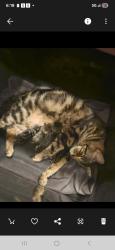 Lost Female Cat last seen Read st & Senola, Perris, CA 92570
