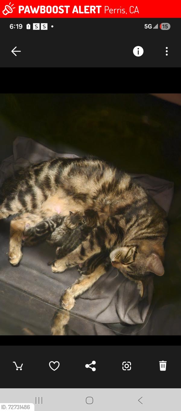 Lost Female Cat last seen Read st & Senola, Perris, CA 92570
