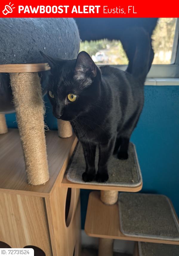 Lost Male Cat last seen Haselton and Cliff Ave , Eustis, FL 32726