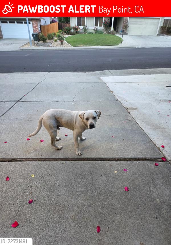 Lost Male Dog last seen Bailey Rd and Willow Pass, Bay Point, CA 94565