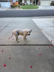 Lost Male Dog last seen Bailey Rd and Willow Pass, Bay Point, CA 94565