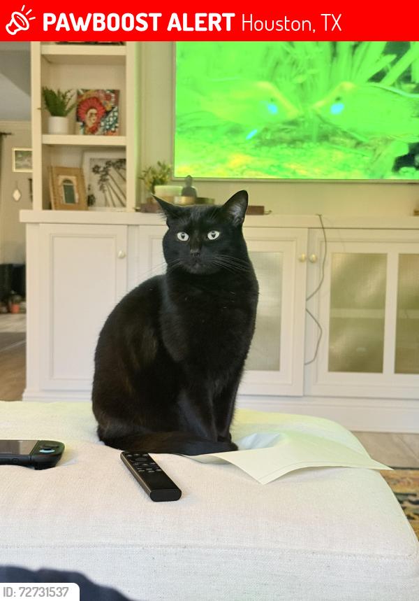 Lost Male Cat last seen Silverwood and cliffwood, Houston, TX 77035