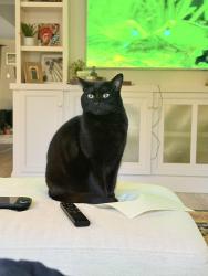 Lost Male Cat last seen Silverwood and cliffwood, Houston, TX 77035