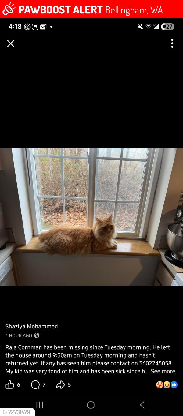 Lost Male Cat last seen Bradley lane of west maplewood and McLeod rd, Bellingham, WA 98225