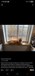 Lost Male Cat last seen Bradley lane of west maplewood and McLeod rd, Bellingham, WA 98225