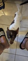Lost Male Dog last seen Near terol ct, San Diego CA 92114, San Diego, CA 92114