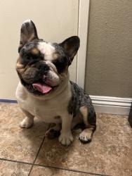 Lost Male Dog last seen Greenfiled dr, El Cajon, CA 92019