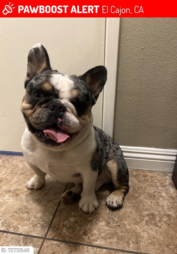 Lost Male Dog last seen Greenfiled dr, El Cajon, CA 92019