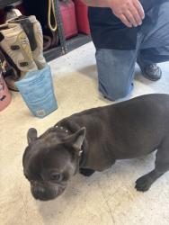 Found/Stray Unknown Dog last seen Near west, Taylorsville, UT 84118