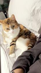 Lost Female Cat last seen s church street, Murfreesboro, TN 37128