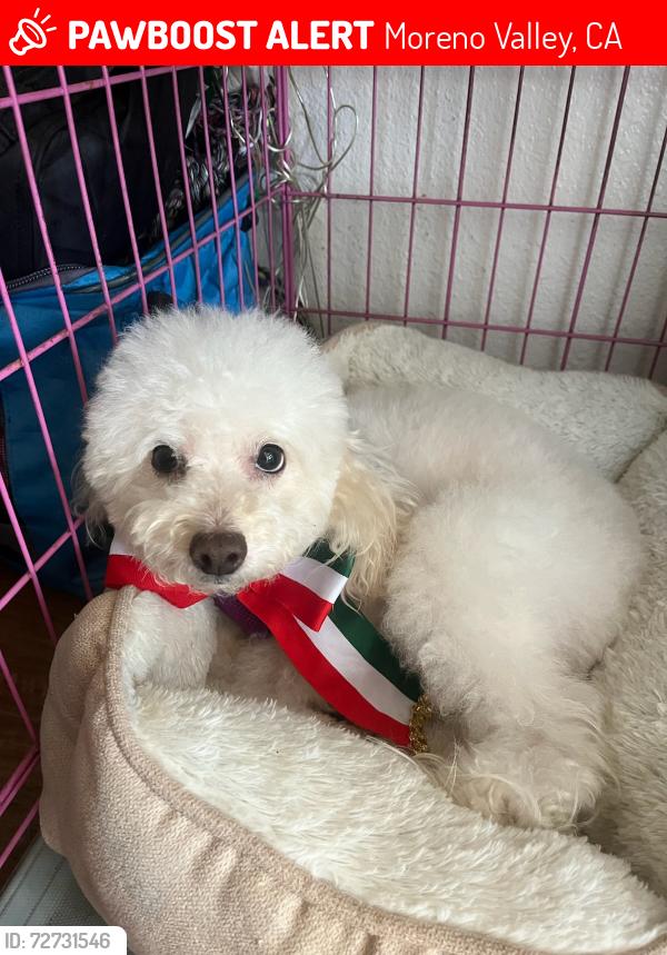 Lost Female Dog last seen John F Kennedy , Moreno Valley, CA 92551