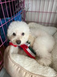 Lost Female Dog last seen John F Kennedy , Moreno Valley, CA 92551