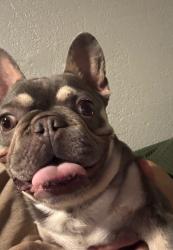 Lost Male Dog last seen Choiceanna , Hesperia, CA 92345