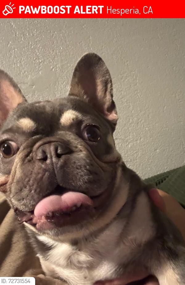 Lost Male Dog last seen Choiceanna , Hesperia, CA 92345