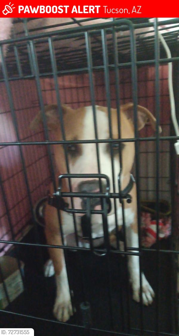Lost Male Dog last seen Prince and 1st, Tucson, AZ 85705