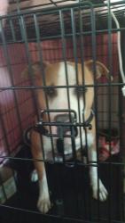 Lost Male Dog last seen Prince and 1st, Tucson, AZ 85705