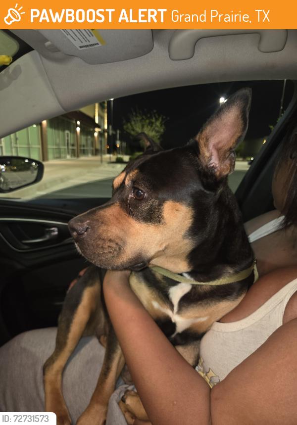 Found/Stray Female Dog last seen La Salle and Sabine rd , Grand Prairie, TX 75052