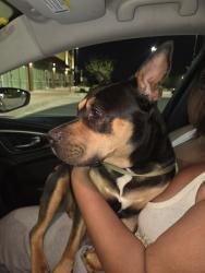 Found/Stray Female Dog last seen La Salle and Sabine rd , Grand Prairie, TX 75052