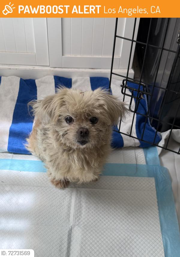 Found/Stray Male Dog last seen Edgehill Drive and 29th Street, Los Angeles, CA 90018