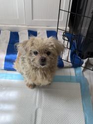 Found/Stray Male Dog last seen Edgehill Drive and 29th Street, Los Angeles, CA 90018