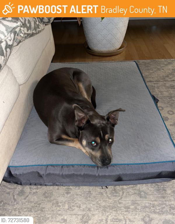 Found/Stray Female Dog last seen Ocoee Hills Circle, Bradley County, TN 37323
