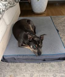 Found/Stray Female Dog last seen Ocoee Hills Circle, Bradley County, TN 37323