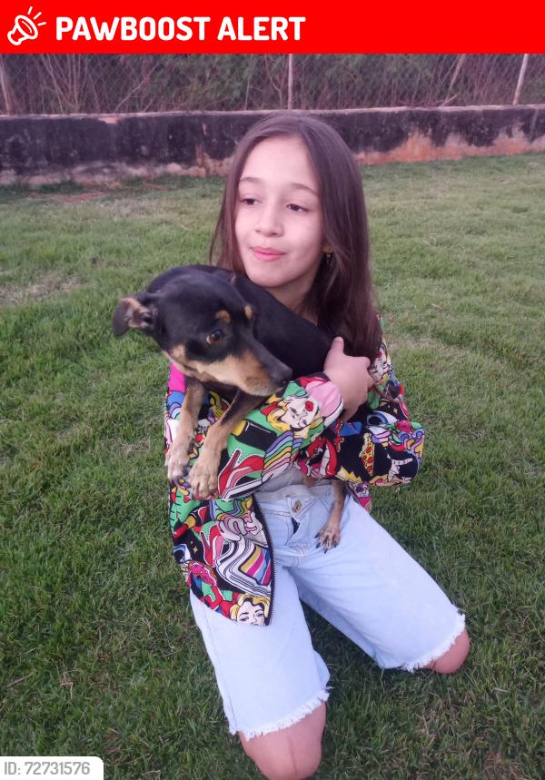 Lost Female Dog last seen Rua Jonas Leite 171vl Bom Jesus , Vila Bom Jesus, SP 18072-831