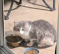 Found/Stray Unknown Cat last seen Utah Pl. and 26th St., Rockford, IL 61108