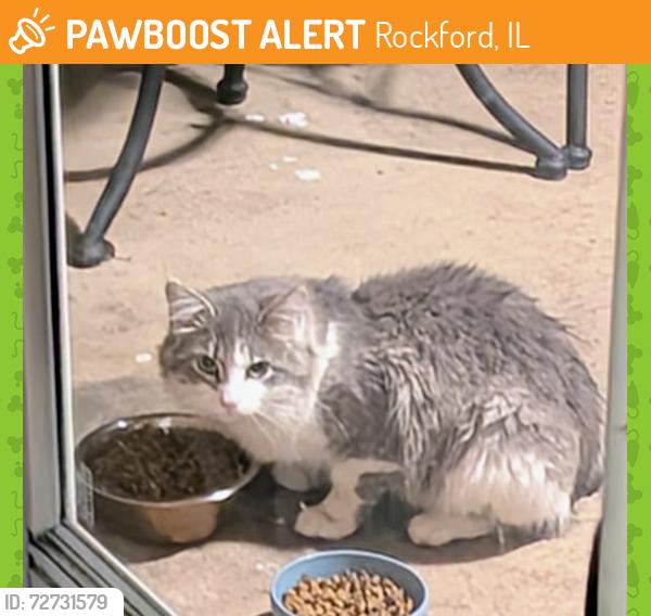 Found/Stray Unknown Cat last seen Utah Pl. and 26th St., Rockford, IL 61108