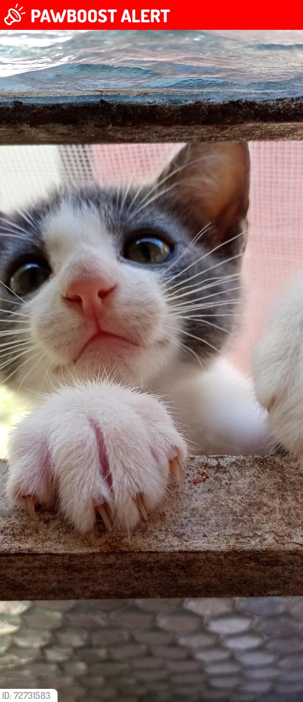 Lost Male Cat last seen Rua Ireno Crespan , Vila Lucas Araujo, RS 