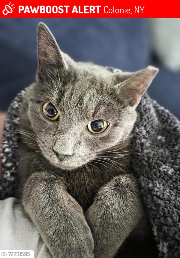 Lost Male Cat last seen Village Clerk Office , Colonie, NY 12205