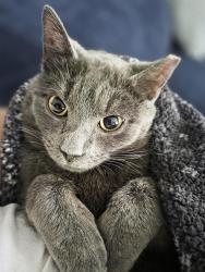Lost Male Cat last seen Village Clerk Office , Colonie, NY 12205