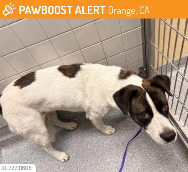 Found/Stray Female Dog last seen Found in the Riverbend Community at Glassell and Riverbend Parkway, Orange, CA 92865