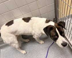 Found/Stray Female Dog last seen Found in the Riverbend Community at Glassell and Riverbend Parkway, Orange, CA 92865