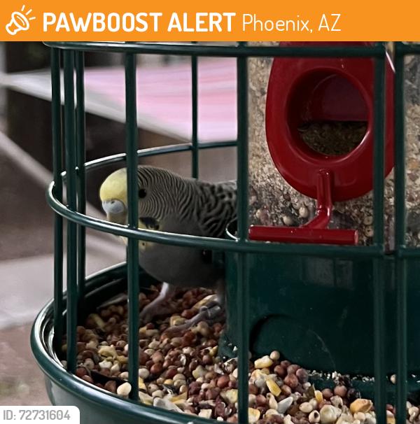 Found/Stray Unknown Bird last seen 15th Ave and Thomas, Phoenix, AZ 85013