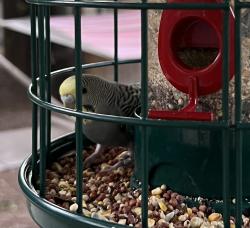 Found/Stray Unknown Bird last seen 15th Ave and Thomas, Phoenix, AZ 85013