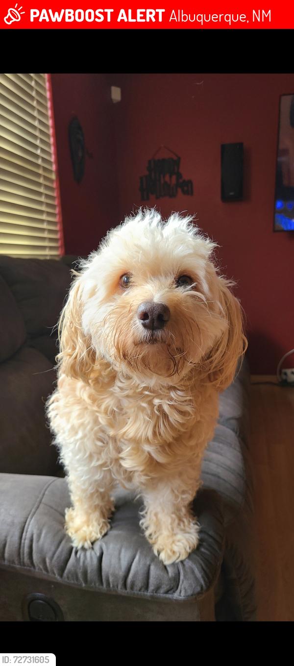 Lost Male Dog last seen Near Ventana Ranch apmts , Albuquerque, NM 87114