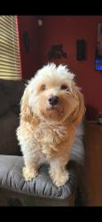 Lost Male Dog last seen Near Ventana Ranch apmts , Albuquerque, NM 87114