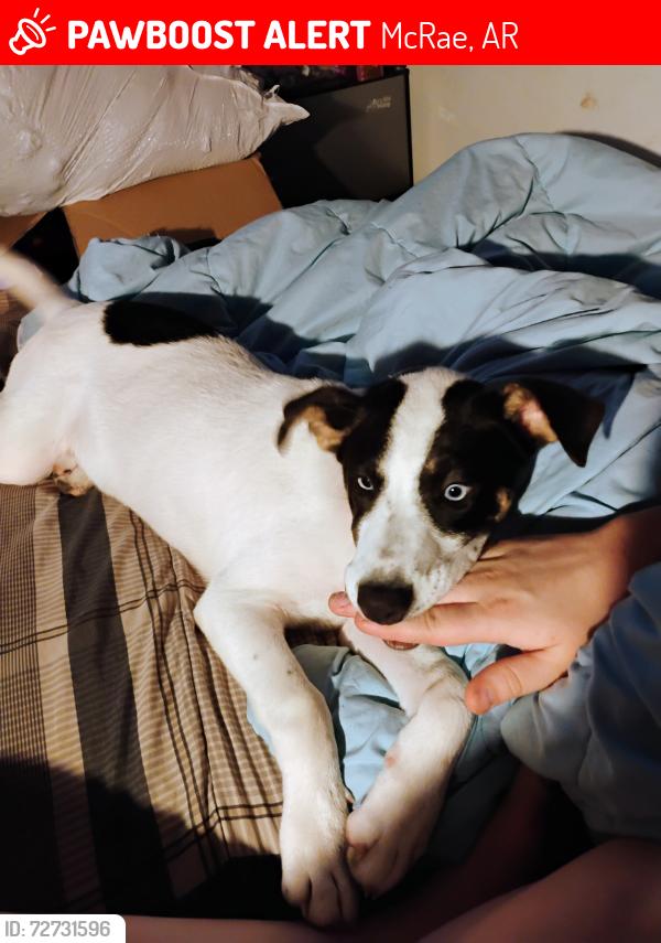 Lost Female Dog last seen Near Tara Lane McRae , McRae, AR 72102