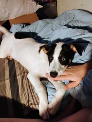 Lost Female Dog last seen Near Tara Lane McRae , McRae, AR 72102